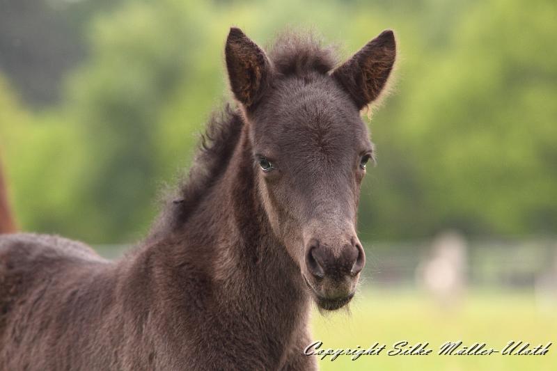 Orson d.JPG - Orson von Heidmoor 2 Wochen alt